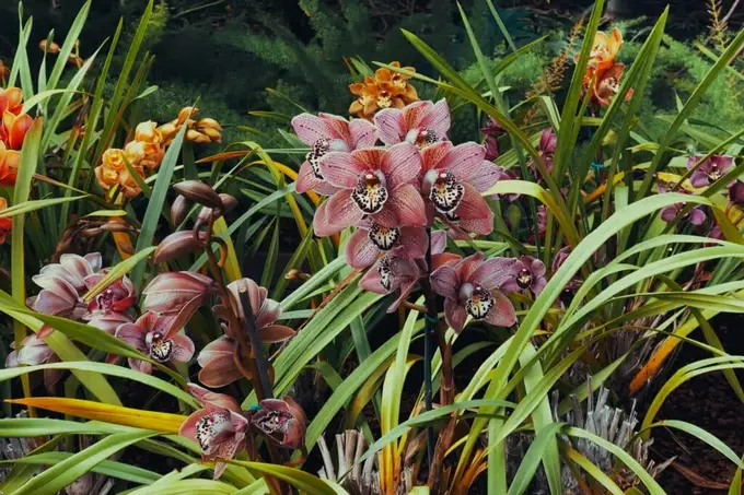 Astuces pour réussir la culture des plantes tropicales en climat tempéré