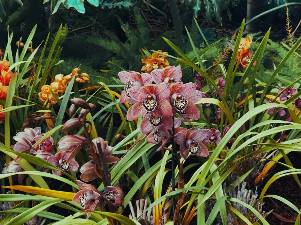 Astuces pour réussir la culture des plantes tropicales en climat tempéré