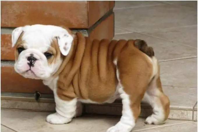 Bulldog anglais