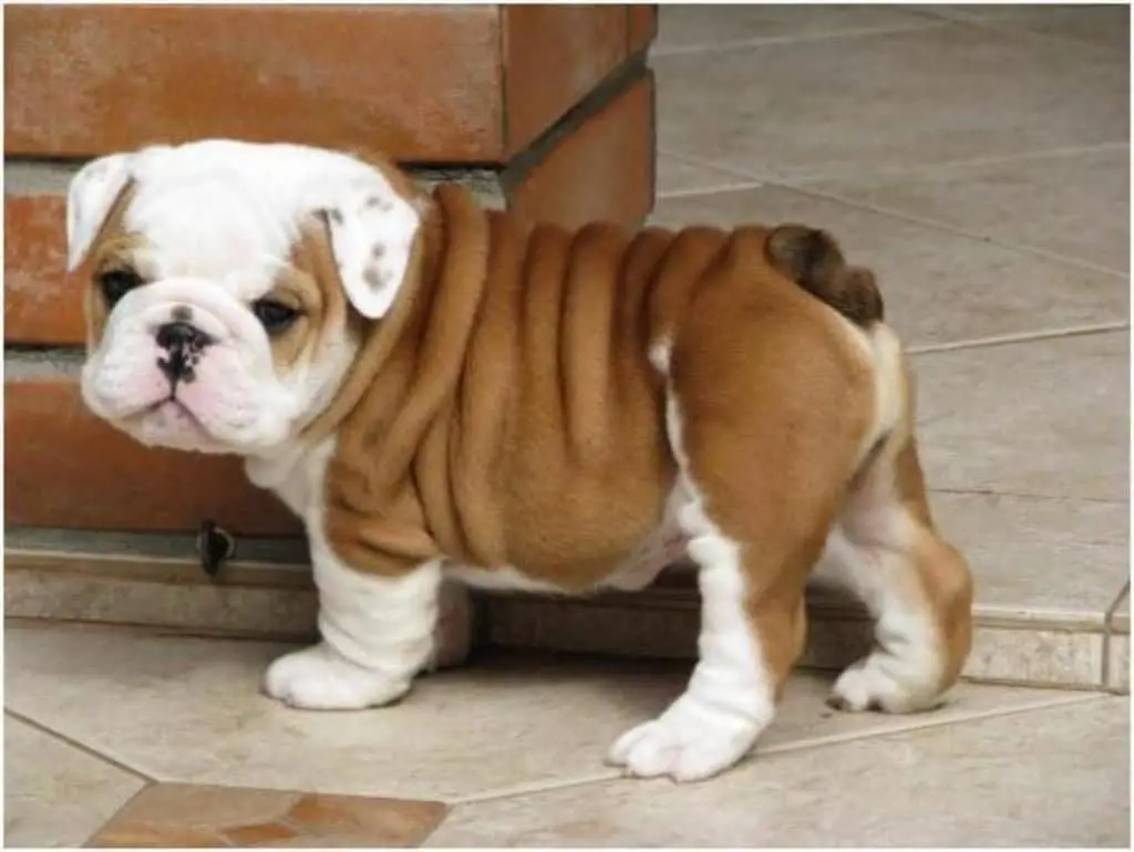 Bulldog anglais