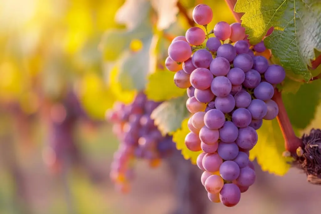 Calcul précis: combien de kilogrammes de raisin sont nécessaires pour produire 1 litre de vin ?