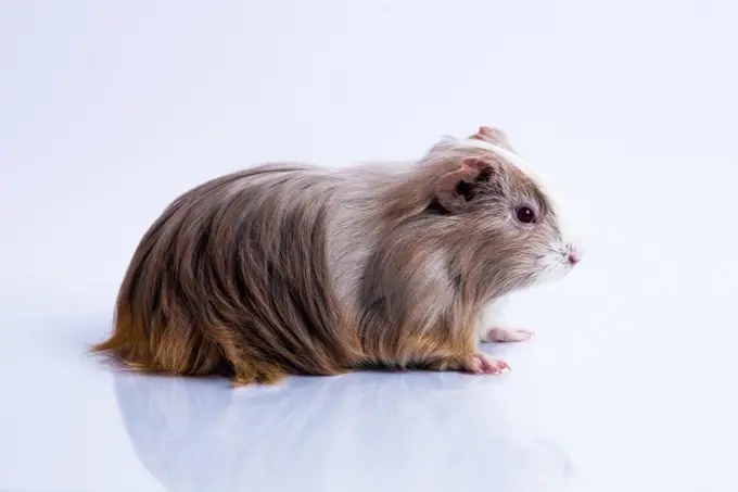 Comment nourrir un cochon d’inde ?