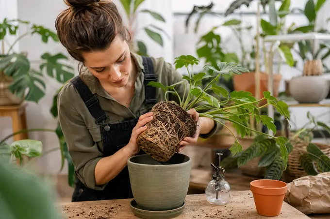 Comment savoir si une plante d'intérieur a besoin d'être rempotée : les 6 signes qui ne trompent pas