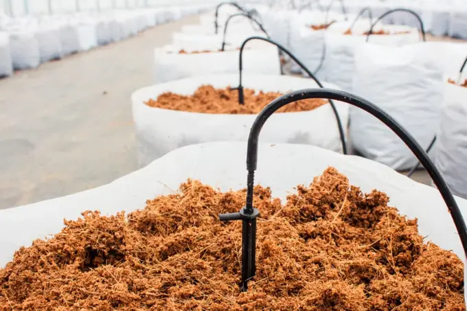 Entomophagie en Europe : comprendre l’élevage et la consommation d’insectes