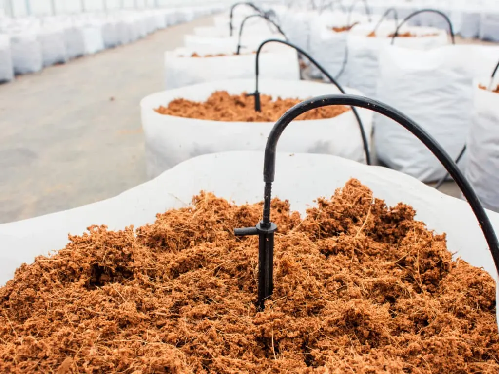Entomophagie en Europe : comprendre l’élevage et la consommation d’insectes