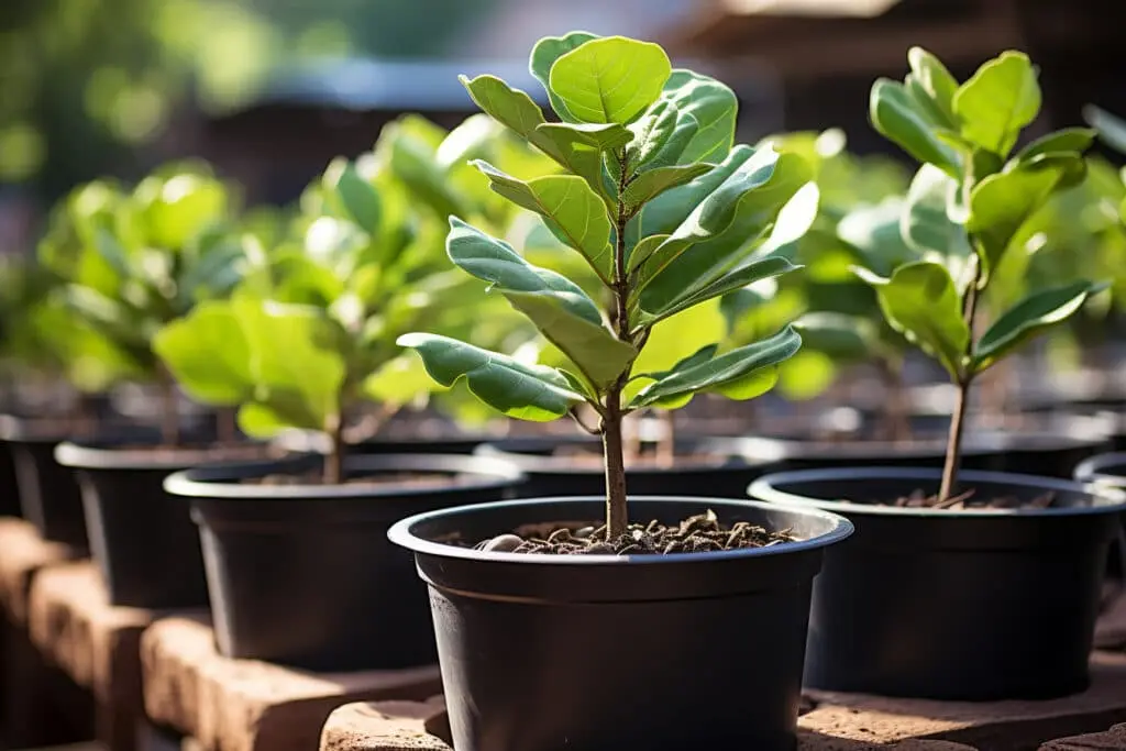 Les conseils pour cultiver un figuier en pot dans un climat tempéré