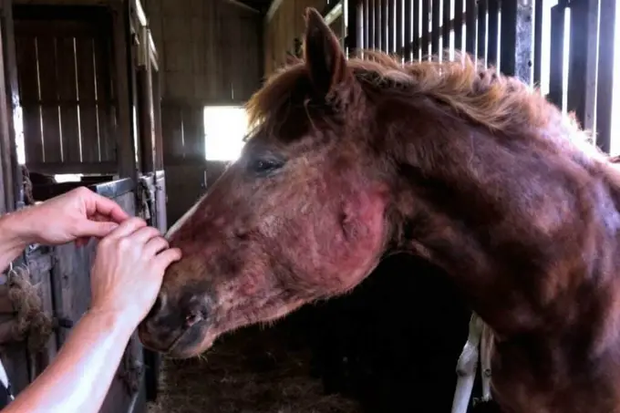 Les poux affectent-ils le comportement des chevaux ?