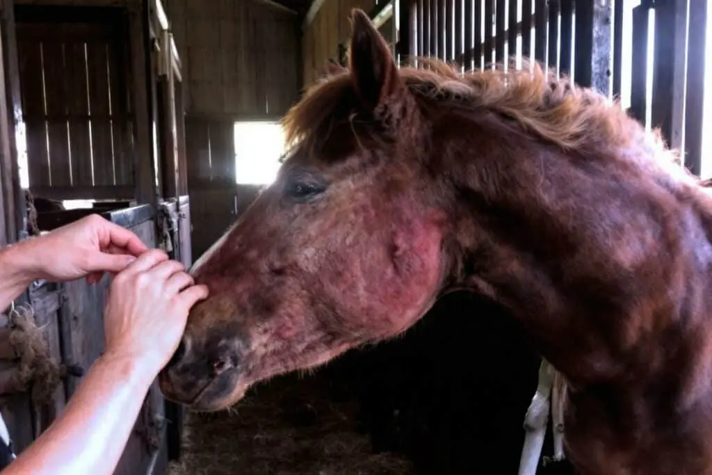 Les poux affectent-ils le comportement des chevaux ?