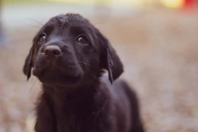 Quelle est la moyenne du nombre de chiots par portée chez le Berger Australien ?