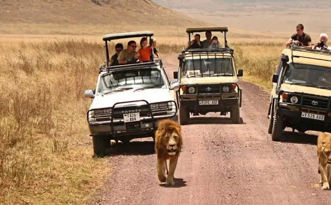 Safari au Kenya