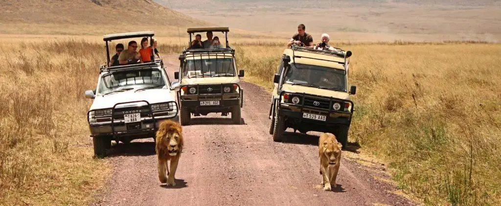 Safari au Kenya