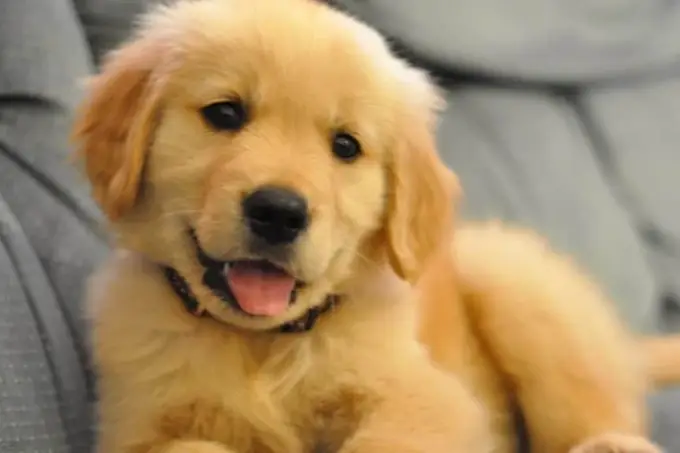 Un chien doit correspondre à vous : bien sélectionner la race