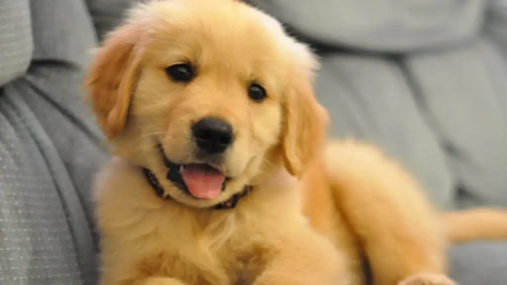 Un chien doit correspondre à vous : bien sélectionner la race